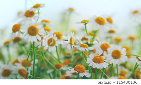 Tender Daisies Spring Background. Field Of Green Grass And Blooming Daisies. Tender Daisies Spring Background. Field Of Green Grass And Blooming Daisies. 115430136