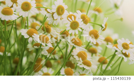 Daisy Flower Or Chamomile. Gardening Concept. Full Bloom In Mid Spring. Daisy Flower Or Chamomile. Gardening Concept. Full Bloom In Mid Spring. 115430139