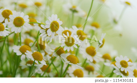 Lawn Daisy. White Yellow Blossom And Green Grass. White Chamomiles On Green Grass Background. 115430181