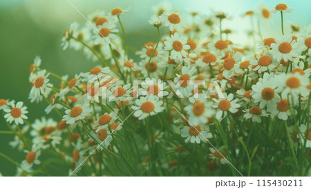 Lawn Daisy. White Yellow Blossom And Green Grass. White Chamomiles On Green Grass Background. Lawn Daisy. White Yellow Blossom And Green Grass. White Chamomiles On Green Grass Background. 115430211