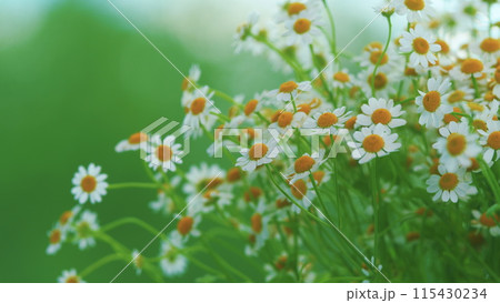 Tender Daisies Spring Background. Field Of Green Grass And Blooming Daisies. 115430234