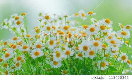 Flowering Of Daisies. Known As Common Daisy. Daisy Flowers Growing On Meadow. Flowering Of Daisies. Known As Common Daisy. Daisy Flowers Growing On Meadow. 115430342