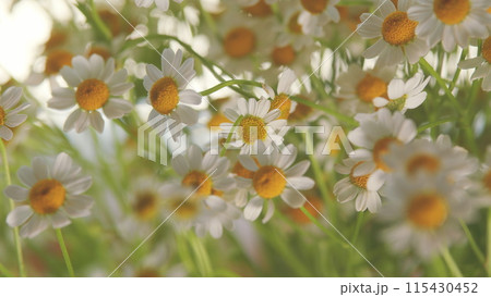 Lawn Daisy. White Yellow Blossom And Green Grass. White Chamomiles On Green Grass Background. Lawn Daisy. White Yellow Blossom And Green Grass. White Chamomiles On Green Grass Background. 115430452