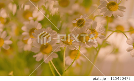 Tender Daisies Spring Background. Field Of Green Grass And Blooming Daisies. Tender Daisies Spring Background. Field Of Green Grass And Blooming Daisies. 115430472