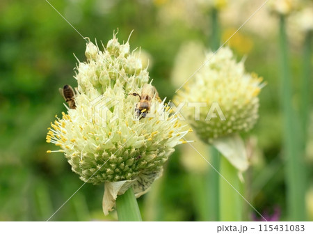 Flower head of Allium fistulosum loved by bees, also known as bunching onion.  115431083