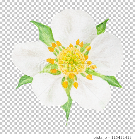 Strawberry flower with white petals hand drawn watercolor illustration. Food art, fresh botanical realistic painting. Summer blossom clipart for menu, packaging of farm goods, vegan, garden products 115431415