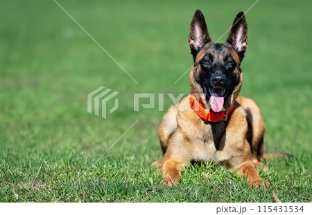 Malinois puppy of belgian shepherd lying on the grass and looking at the camera 115431534