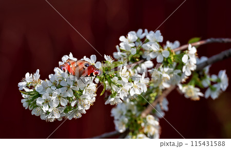 Sweet cherry in bloom and peacock butterfly Sweet cherry in bloom and peacock butterfly 115431588