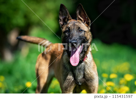 Belgian Shepherd puppy Malinois on a background of dandelions Belgian Shepherd puppy Malinois on a background of dandelions 115431597