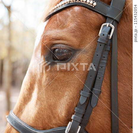 Horse, forest and eye of animal in nature for travel, adventure and sunshine in countryside. Harness, stallion and pet with trees, mountain and sunshine in Canada for riding on trail in woods Horse, forest and eye of animal in nature for travel, adventure and sunshine in countryside. Harness, stallion and pet with trees, mountain and sunshine in Canada for riding on trail in woods 115432054