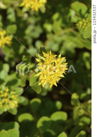 Orange Stonecrop Weihenstephaner Gold Orange Stonecrop Weihenstephaner Gold 115432537