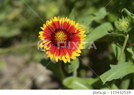 Great blanket flower 115432539