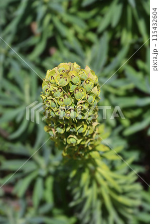 Spurge Black Pearl 115432604