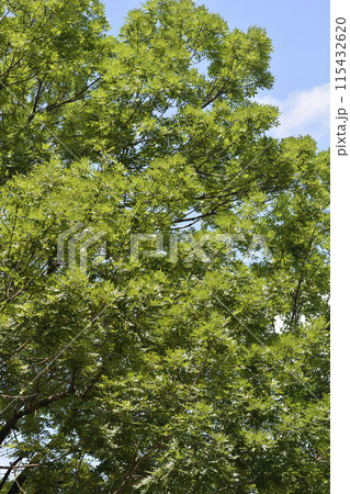 Common ash 115432620
