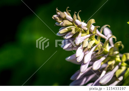 薄紫色の大葉擬宝珠の花~初夏~ 薄紫色の大葉擬宝珠の花~初夏~ 115433197