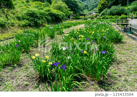 閉園間近い平家谷花しょうぶ園の風景1　広島県福山市 115433504