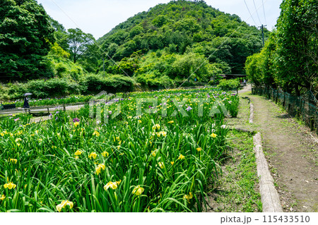 閉園間近い平家谷花しょうぶ園の風景3 広島県福山市 閉園間近い平家谷花しょうぶ園の風景3 広島県福山市 115433510