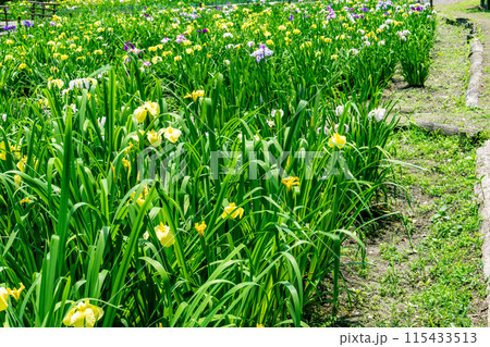 閉園間近い平家谷花しょうぶ園の風景4 広島県福山市 閉園間近い平家谷花しょうぶ園の風景4 広島県福山市 115433513