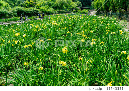 閉園間近い平家谷花しょうぶ園の風景5 広島県福山市 閉園間近い平家谷花しょうぶ園の風景5 広島県福山市 115433514