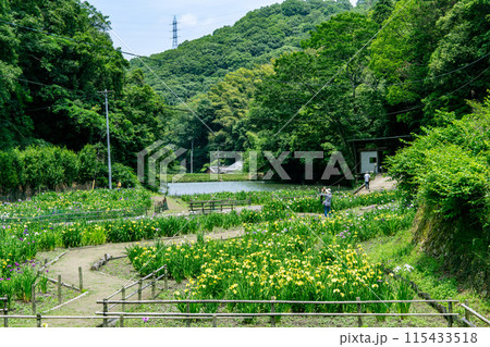 閉園間近い平家谷花しょうぶ園と八日谷貯水池2　広島県福山市 115433518