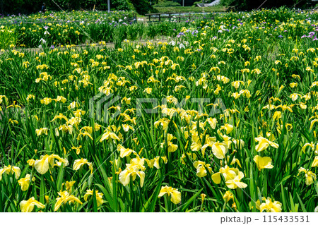 閉園間近い平家谷花しょうぶ園と八日谷貯水池3　広島県福山市 115433531