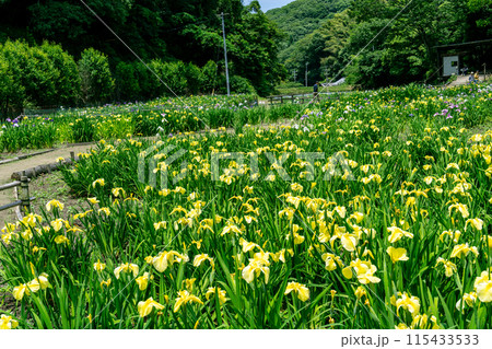 閉園間近い平家谷花しょうぶ園と八日谷貯水池4　広島県福山市 115433533