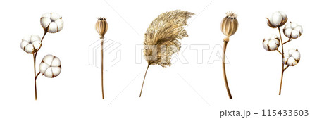 Realistic set with box and stem poppy, pampas grass, cotton flowers. Watercolor hand drawn boho plants isolated on background. Christmas, winter, and wedding illustration. For designers, invitations, Realistic set with box and stem poppy, pampas grass, cotton flowers. Watercolor hand drawn boho plants isolated on background. Christmas, winter, and wedding illustration. For designers, invitations, 115433603