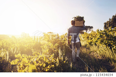 Harvesting, farm and back of man with vegetables, natural produce and organic food in countryside field. Sustainability, agribusiness and farmer with box for eco farming, gardening and agriculture Harvesting, farm and back of man with vegetables, natural produce and organic food in countryside field. Sustainability, agribusiness and farmer with box for eco farming, gardening and agriculture 115434034