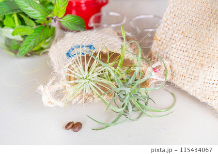 麻袋で飾るエアープランツ 115434067