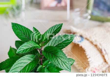 ペパーミントブラック 115434073