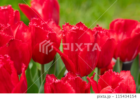 チューリップ ﾁｭｰﾘｯﾌﾟ 花 115434154