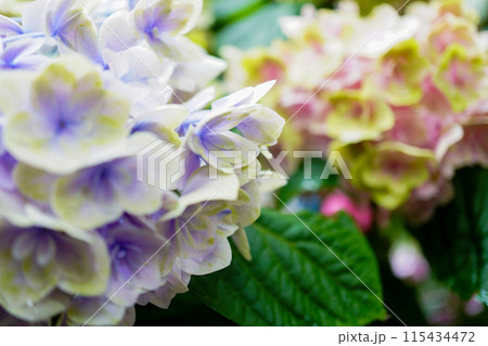 雨に濡れた紫陽花 115434472