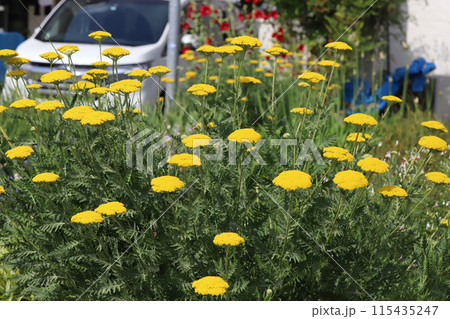 初夏の庭に咲く黄色いキバナノコギリソウの花 初夏の庭に咲く黄色いキバナノコギリソウの花 115435247
