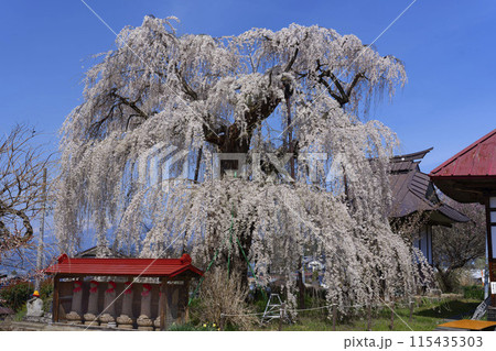 隆谷寺のしだれ桜 115435303