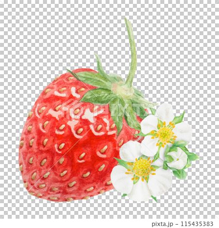 Red strawberry hand drawn watercolor illustration. Food art, fresh botanical realistic painting. Berry and white flowers clipart for restaurant, cafe menu, packaging of farm goods, vegan products 115435383