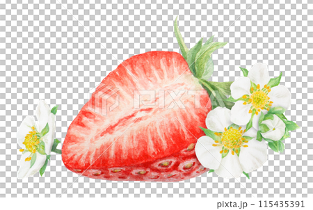 Red strawberry half, slice hand drawn watercolor illustration. Delicious food art, botanical realistic painting. Berry and white flowers clipart for cafe menu, packaging of farm goods, vegan products Red strawberry half, slice hand drawn watercolor illustration. Delicious food art, botanical realistic painting. Berry and white flowers clipart for cafe menu, packaging of farm goods, vegan products 115435391