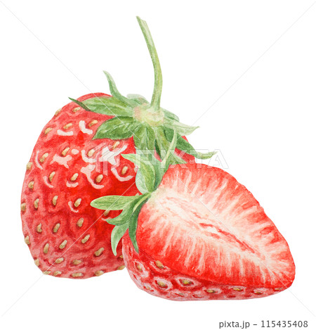 Red strawberry half, slice hand drawn watercolor illustration. Delicious food art, fresh botanical realistic painting. Summer berry clipart for cafe menu, packaging of farm goods, vegan products 115435408