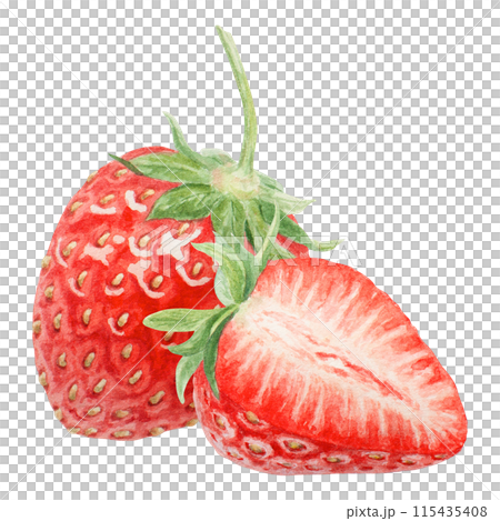 Red strawberry half, slice hand drawn watercolor illustration. Delicious food art, fresh botanical realistic painting. Summer berry clipart for cafe menu, packaging of farm goods, vegan products 115435408