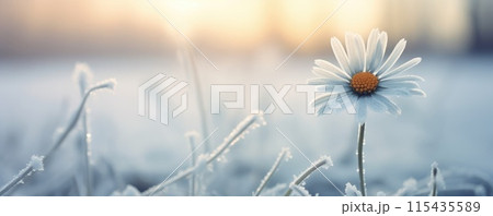 frozen flower in garden on winter landscape frozen flower in garden on winter landscape 115435589