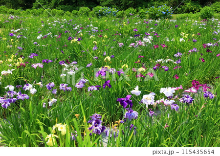 【愛媛県】池田池公園 菖蒲園の花菖蒲と紫陽花 115435654