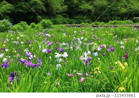 【愛媛県】池田池公園 菖蒲園の花菖蒲と紫陽花 115435661