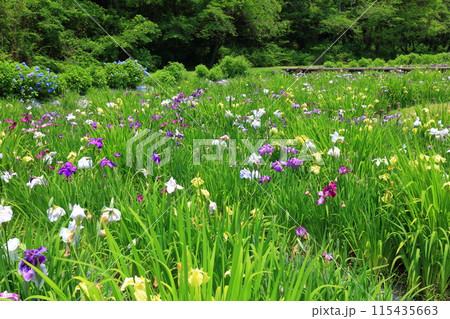 【愛媛県】池田池公園 菖蒲園の花菖蒲と紫陽花 【愛媛県】池田池公園 菖蒲園の花菖蒲と紫陽花 115435663