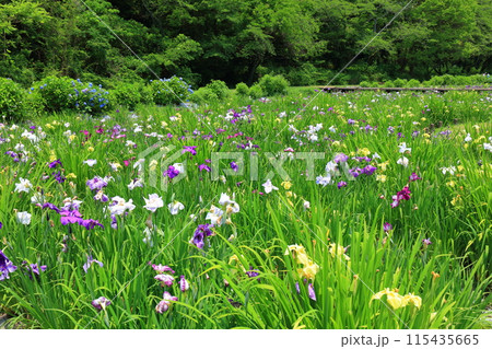 【愛媛県】池田池公園 菖蒲園の花菖蒲と紫陽花 115435665