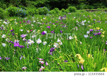 【愛媛県】池田池公園 菖蒲園の花菖蒲と紫陽花 【愛媛県】池田池公園 菖蒲園の花菖蒲と紫陽花 115435668