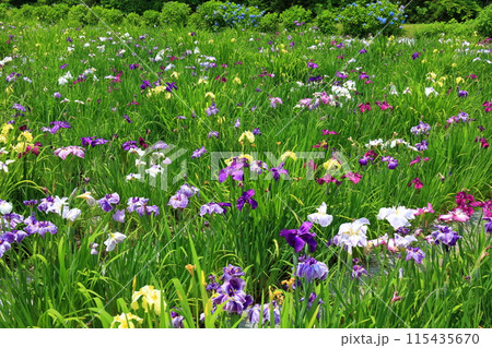 【愛媛県】池田池公園 菖蒲園の花菖蒲と紫陽花 115435670