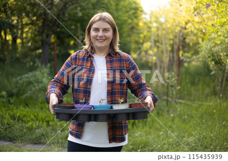 Happy 30s Woman gardener holding tomato seedling in crate ready for planting in organic garden. Planting and gardening concept. Early seedlings grown from seeds in plastic pots 115435939