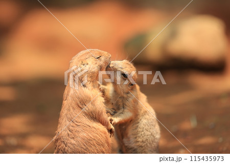 プレーリードッグ プレーリードッグ 115435973