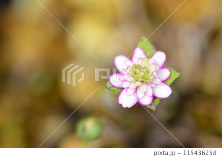 雪割草(山王桜) 雪割草(山王桜) 115436258