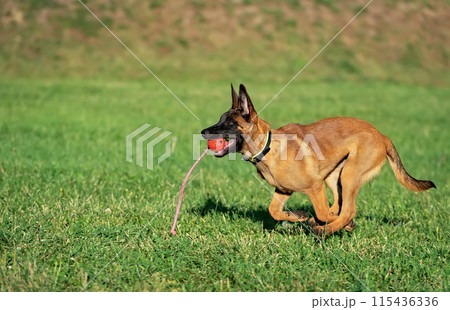 Running malinois puppy 115436336