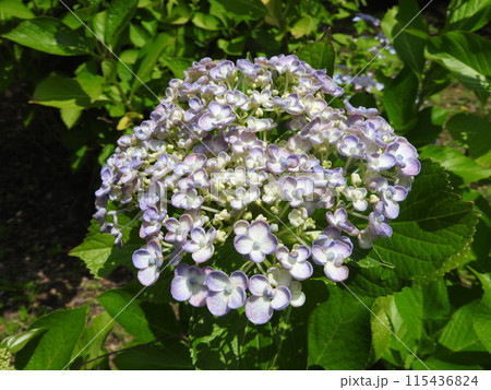 オタフクアジサイ(江戸時代から親しまれるガクアジサイ系の園芸品種) オタフクアジサイ(江戸時代から親しまれるガクアジサイ系の園芸品種) 115436824